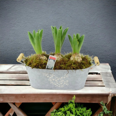 Potted Hyacinth Spring Trough Fragrant Spring Blooms in Decorative ...