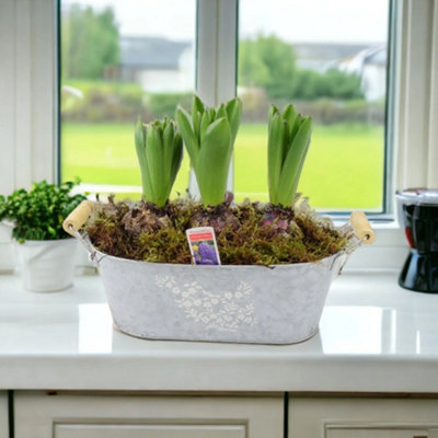 Potted Hyacinth Spring Trough Fragrant Spring Blooms in Decorative ...