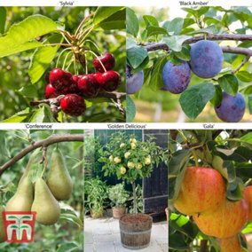 Potted Mini Fruit Tree Collection, Apple, Pear, Cherry, Plum Ideal for Small Gardens & Patios, Easy to Grow, 5 x Potted Plants