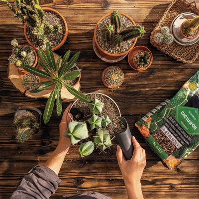 Potting Soil Replacement for all Cacti and Succulents, Fine Grain, Mineral LECHUZA CACTUSPON, 6 Liter