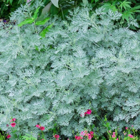 Powis Castle Wormwood Perennials Flowering Plants Artemisia 2L Pot