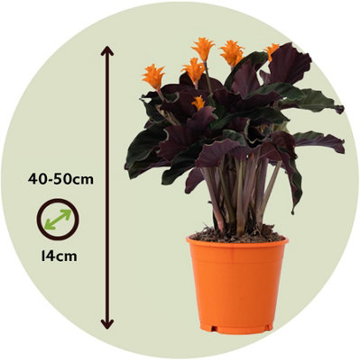 calathea ficus Calathea Pink Stripes Ornata Prayer Plants
