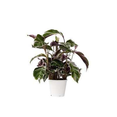 efeutute golden queen Efeutute Marble Queen | Epipremnum marble queen main image 0