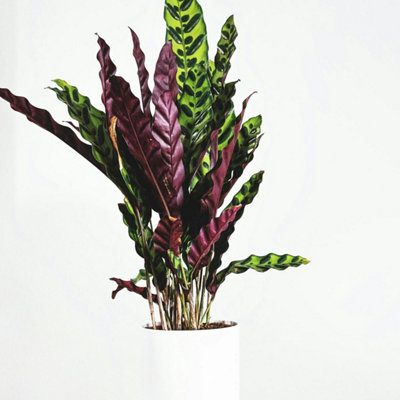 Prayer Plant - Calathea Wavestar - Height 90cm - Pot 27cm
