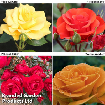 Precious Rose Collection - 4 Bare Root Plants | DIY at B&Q