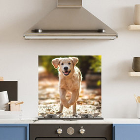 Premium 60cm  x 60cm 6mm Glass Dog Kitchen Splashback Toughened Polished Edge