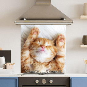 Premium 70cm x 75cm 6mm  Glass Cute Cat Kitchen Splashback Various Sizes Toughened - 70 cm