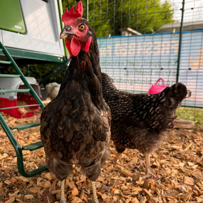 Premium Hardwood Animal Poultry Pet Coop Pen Ground Covering Bedding Chicken Chips 2 x 70L Bags - 4