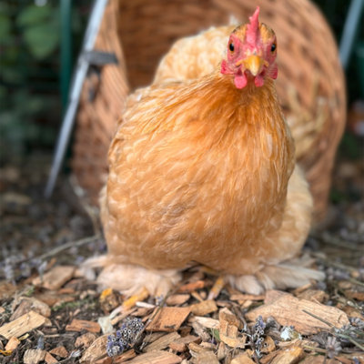 Premium Hardwood Animal Poultry Pet Coop Pen Ground Covering Bedding Chicken Chips 2 x 70L Bags - 5