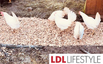 Premium Hardwood Animal Poultry Pet Coop Pen Ground Covering Bedding Chicken Chips Dumpy Bag - 4