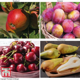 Premium Patio Fruit Standard Collection 5 Litre Potted Plant x 4
