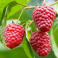 Premium Raspberry Autumn Bliss Fruit Plants - Pack of 5 Canes to Grow Your Own
