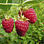 Premium Raspberry Autumn Bliss Fruit Plants - Pack of 5 Canes to Grow Your Own