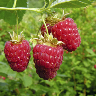 Premium Raspberry Autumn Bliss Fruit Plants - Pack of 5 Canes to Grow ...