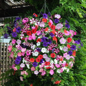 Preplanted Petunia Wave Mix 25cm Basket Display Straight Away For Colourful Blooms in Summer