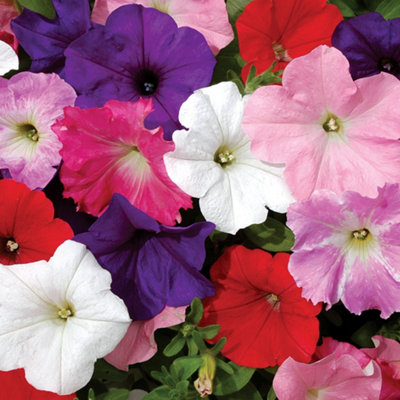 Preplanted Petunia Wave Mix 25cm Basket Display Straight Away For Colourful Blooms in Summer