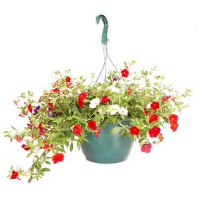 Preplanted Petunia Wave Mix 25cm Basket Display Straight Away For Colourful Blooms in Summer