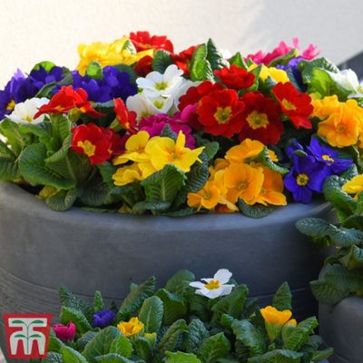 Primrose 100 Days of Flowering Mix Garden Ready - 30 Plants