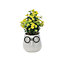 Primrose Artificial House Plant in White Pot with Black Glasses Design 17cm