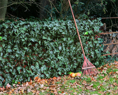 Primrose Artificial Ivy Leaf Screening Hedge Roll Privacy Screen W3m x H1.5m