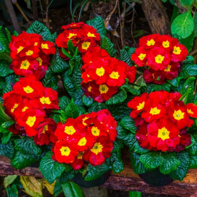 Primrose Best Red 72 Plug Plants
