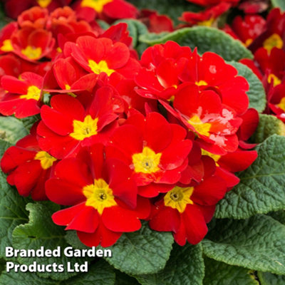 Primrose Best Red Garden Ready - 15 Plants