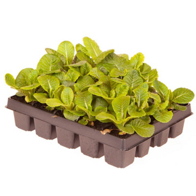 Primrose 'Bonelli Bicolour' Mix Garden Ready plants x30 - 3