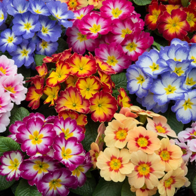 Primrose Bonelli Mix Garden ready plants x30