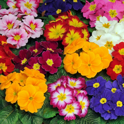 Primrose Bonelli Mix Garden ready plants x30 - 3