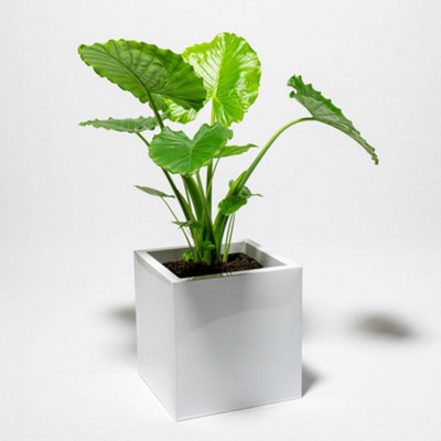 Primrose Cube Zinc White Gloss Dipped Galvanised Planter 40cm