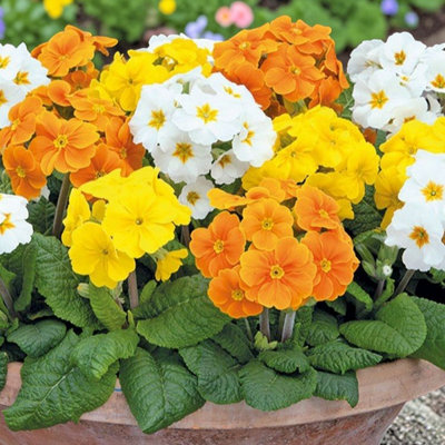 Primrose Daffodil Mix Primula Flowering Bedding Plants - 18 Pack ...