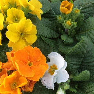 Primrose Daffodil Mix Primula Flowering Bedding Plants - 18 Pack ...