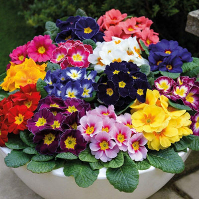 Primrose Husky Mixed 48 Plug Plants