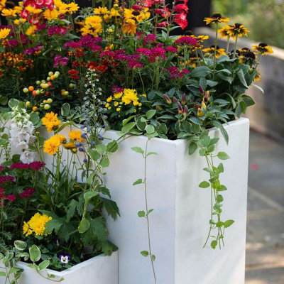 Primrose Large Cream Tall Trough Fibrecotta Planter with Insert 91cm x 36cm