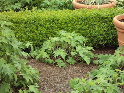 Primrose Pack of 2 9kg Strulch Mineralised Straw Garden Allotment Mulch Bags 200L - 5