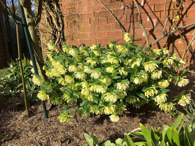 Primrose Pack of 4 9kg Strulch Mineralised Straw Garden Allotment Mulch Bags 400L - 8