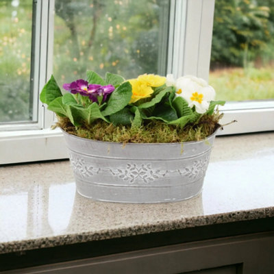 Primrose Planted Trough Container Vibrant Spring Flowers Garden Plant