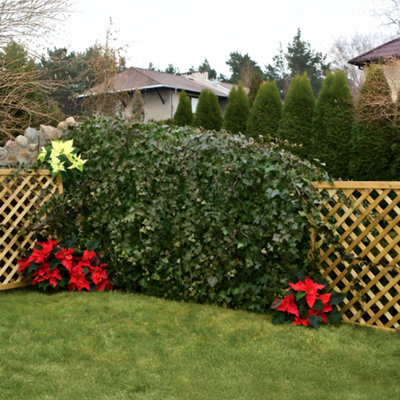 Primrose Premier Wall Trellis Privacy Panel Garden Screening Sheet 1.83m x 0.9m - 3