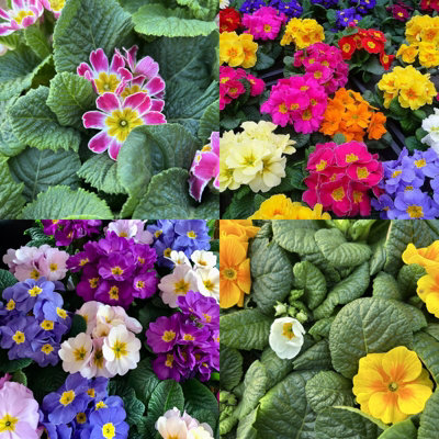 Primrose Primula 18 x Mixed Colour Flowering Bedding Plants - Hardy Low ...