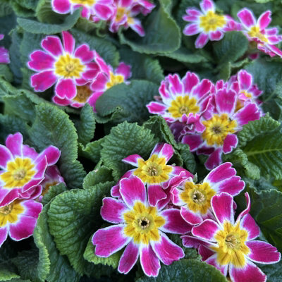 Primrose Primula 18 x Mixed Colour Flowering Bedding Plants - Hardy Low ...