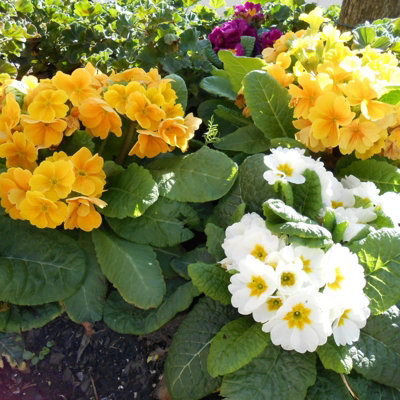 Primrose Primula 18 x Yellow White Mix Flowering Bedding Plants - Hardy ...