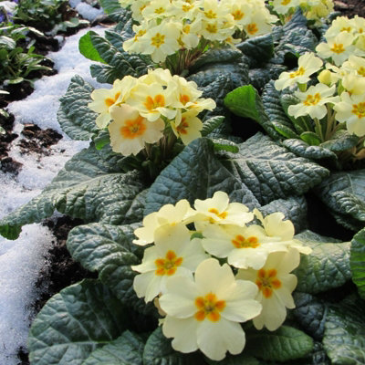 Primrose Primula 18 x Yellow White Mix Flowering Bedding Plants - Hardy ...
