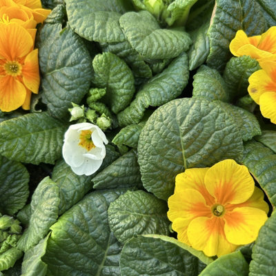 Primrose Primula 6 x Yellow White Mix Flowering Bedding Plants - Hardy ...