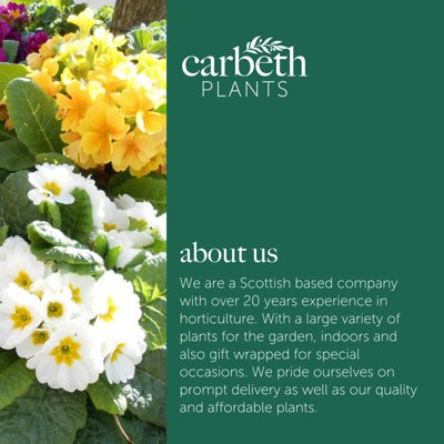 Primrose Primula 6 x Yellow White Mix Flowering Bedding Plants - Hardy ...