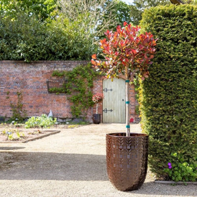 Primrose Textured Glazed Terracotta Planter In Glossy Coffee Brown 63cm