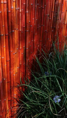 Primrose Thick Red Natural Bamboo Screening Roll Privacy Border Screen 1.9m x 1.8m - 6
