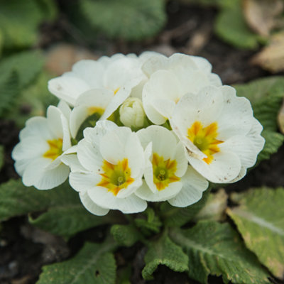 Primrose White Classic Winter Garden Colour 10.5cm Pot 6 Pack