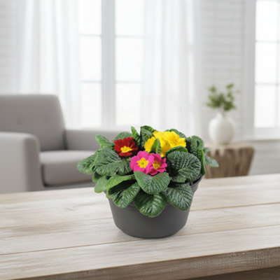 Primula Ac Mixed Patio Pot size 19 Cm Height 20 Primrose Indoor Houseplant