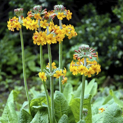 Primula bulleyana Bulleys Primrose 6 Hardy Plug Plants