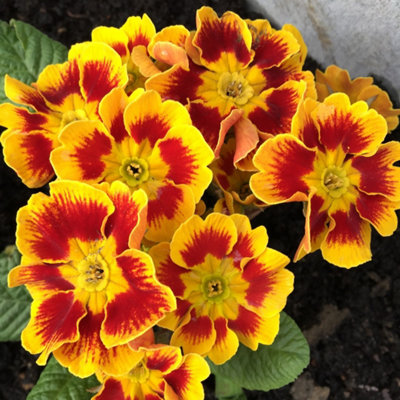 Primula elatior 'Castillian' - Winter Flowering - Arrives in 13cm Pot ...